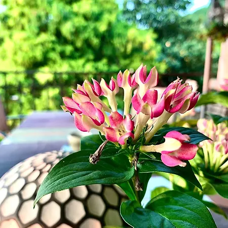 A Casa Dalla Tata فندق مبيت وإفطار مييْنا