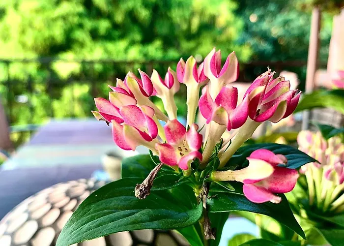 A Casa Dalla Tata Nocleg ze śniadaniem Meina